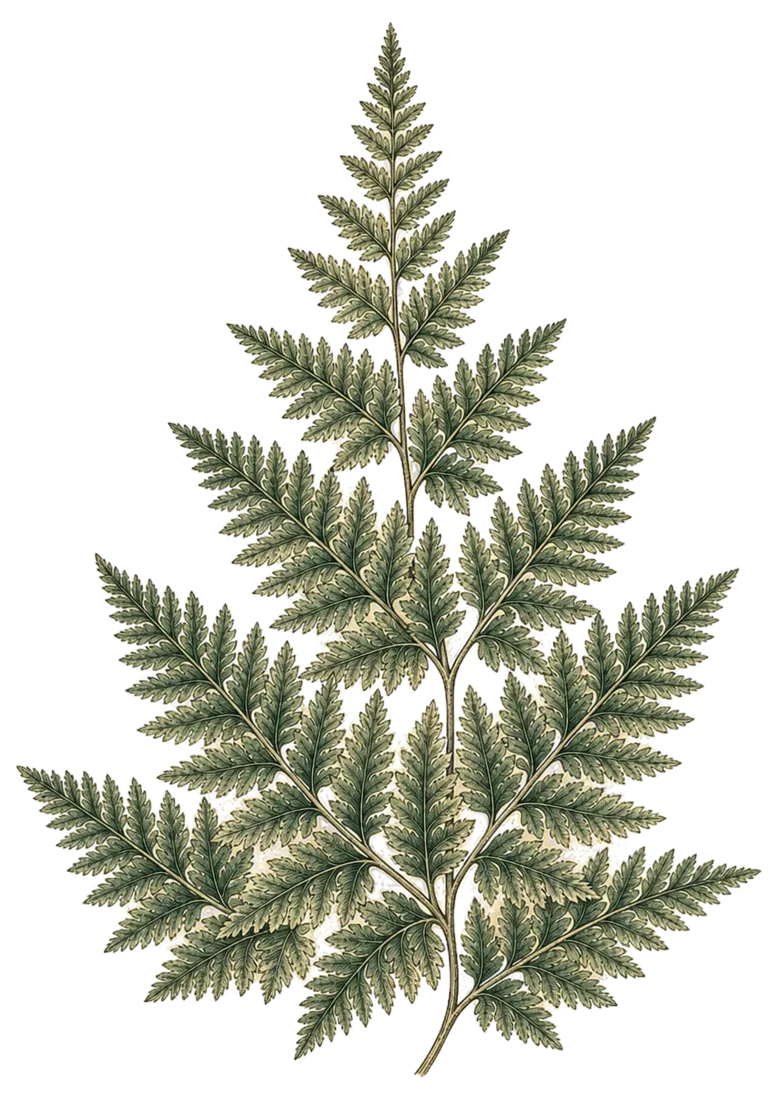 Vintage Fern Collection, clipart